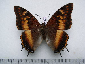  (Charaxes tectonis nebularum - BC-Turl-0349)  @11 [ ] Unspecified (default): All Rights Reserved  Unspecified Unspecified