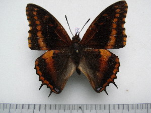 (Charaxes musakensis - BC-Turl-0350)  @14 [ ] Unspecified (default): All Rights Reserved  Unspecified Unspecified