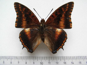  (Charaxes druceanus vivianae - BC-Turl-0356)  @11 [ ] Unspecified (default): All Rights Reserved  Unspecified Unspecified