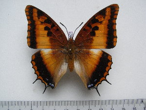  (Charaxes druceanus proximans - BC-Turl-0357)  @14 [ ] Unspecified (default): All Rights Reserved  Unspecified Unspecified