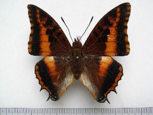  (Charaxes druceanus septentrionalis - BC-Turl-0359)  @15 [ ] Unspecified (default): All Rights Reserved  Unspecified Unspecified