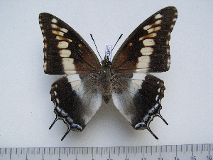  (Charaxes achaemenes atlantica - BC-Turl-0367)  @14 [ ] Unspecified (default): All Rights Reserved  Unspecified Unspecified