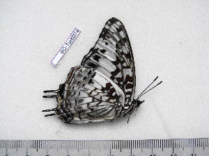  (Charaxes tavetensis tavetensis - BC-Turl-0374)  @12 [ ] Unspecified (default): All Rights Reserved  Unspecified Unspecified