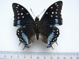  (Charaxes tavetensis - BC-Turl-0376)  @14 [ ] Unspecified (default): All Rights Reserved  Unspecified Unspecified