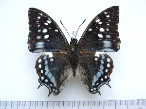  (Charaxes viossati - BC-Turl-0377)  @14 [ ] Unspecified (default): All Rights Reserved  Unspecified Unspecified