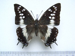  (Charaxes paradoxa - BC-Turl-0379)  @12 [ ] Unspecified (default): All Rights Reserved  Unspecified Unspecified