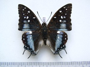  (Charaxes cacuthis - BC-Turl-0382)  @14 [ ] Unspecified (default): All Rights Reserved  Unspecified Unspecified
