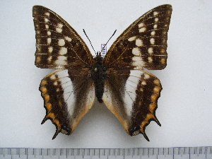  (Charaxes alticola - BC-Turl-0384)  @14 [ ] Unspecified (default): All Rights Reserved  Unspecified Unspecified