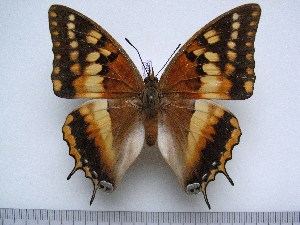  (Charaxes rectans - BC-Turl-0388)  @14 [ ] Unspecified (default): All Rights Reserved  Unspecified Unspecified