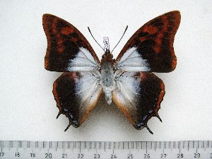  (Charaxes lactetinctus lactetinctus - BC-Turl-0391)  @14 [ ] Unspecified (default): All Rights Reserved  Unspecified Unspecified