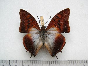  (Charaxes lactetinctus ungemachi - BC-Turl-0393)  @14 [ ] Unspecified (default): All Rights Reserved  Unspecified Unspecified