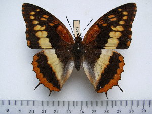  (Charaxes cynthia - BC-Turl-0397)  @14 [ ] Unspecified (default): All Rights Reserved  Unspecified Unspecified
