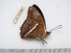 (Charaxes cynthia propinqua - BC-Turl-0398)  @12 [ ] Unspecified (default): All Rights Reserved  Unspecified Unspecified