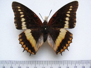  (Charaxes lucretius lucretius - BC-Turl-0405)  @14 [ ] Unspecified (default): All Rights Reserved  Unspecified Unspecified