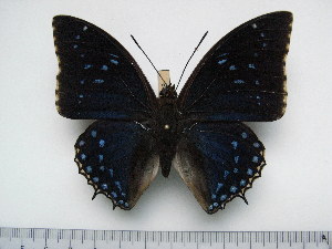  (Charaxes tiridates tiridates - BC-Turl-0408)  @13 [ ] Unspecified (default): All Rights Reserved  Unspecified Unspecified