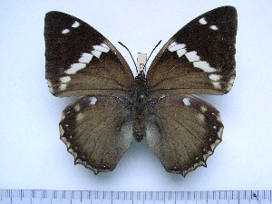  (Charaxes bipunctatus - BC-Turl-0413)  @14 [ ] Unspecified (default): All Rights Reserved  Unspecified Unspecified