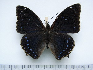  (Charaxes numenes neumanni - BC-Turl-0416)  @13 [ ] Unspecified (default): All Rights Reserved  Unspecified Unspecified