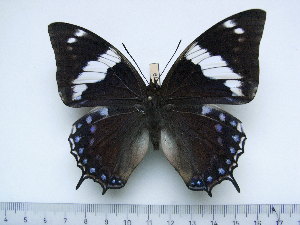  (Charaxes barnsi - BC-Turl-0419)  @14 [ ] Unspecified (default): All Rights Reserved  Unspecified Unspecified