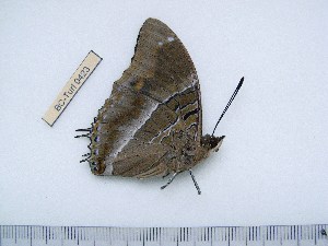  (Charaxes violetta - BC-Turl-0423)  @13 [ ] Unspecified (default): All Rights Reserved  Unspecified Unspecified