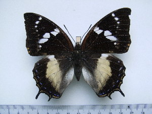  (Charaxes xiphares xiphares - BC-Turl-0424)  @14 [ ] Unspecified (default): All Rights Reserved  Unspecified Unspecified