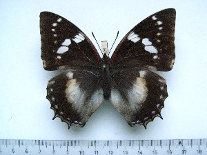  (Charaxes xiphares staudei - BC-Turl-0426)  @13 [ ] Unspecified (default): All Rights Reserved  Unspecified Unspecified