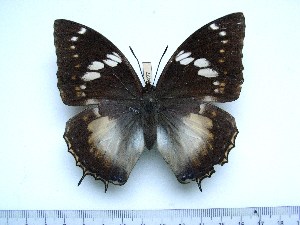  (Charaxes xiphares walwandi - BC-Turl-0427)  @13 [ ] Unspecified (default): All Rights Reserved  Unspecified Unspecified