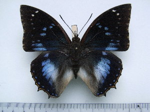  (Charaxes xiphares brevicaudatus - BC-Turl-0428)  @12 [ ] Unspecified (default): All Rights Reserved  Unspecified Unspecified