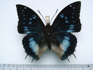  (Charaxes phenix - BC-Turl-0432)  @13 [ ] Unspecified (default): All Rights Reserved  Unspecified Unspecified