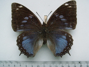  (Charaxes smaragdalis caerulea - BC-Turl-0437)  @13 [ ] Unspecified (default): All Rights Reserved  Unspecified Unspecified