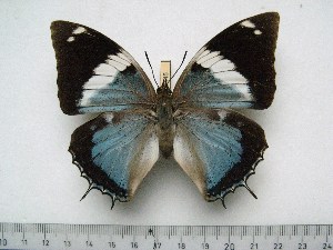  (Charaxes matakall - BC-Turl-0445)  @15 [ ] Unspecified (default): All Rights Reserved  Unspecified Unspecified