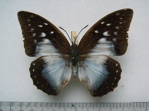  (Charaxes pythodoris - BC-Turl-0446)  @14 [ ] Unspecified (default): All Rights Reserved  Unspecified Unspecified