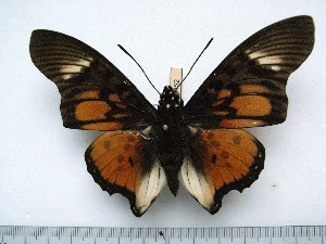  (Charaxes - BC-Turl-0452)  @16 [ ] Unspecified (default): All Rights Reserved  Unspecified Unspecified