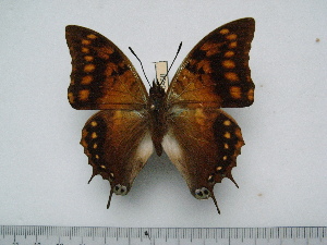  (Charaxes velox - BC-Turl-0458)  @12 [ ] Unspecified (default): All Rights Reserved  Unspecified Unspecified