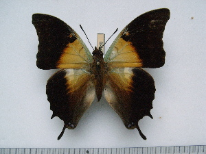  (Charaxes thomasius - BC-Turl-0460)  @12 [ ] Unspecified (default): All Rights Reserved  Unspecified Unspecified