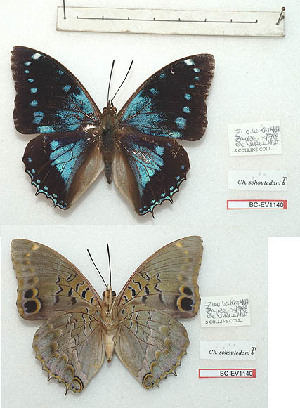  (Charaxes schoutedani - BC-EV1140)  @11 [ ] Unspecified (default): All Rights Reserved  Unspecified Unspecified
