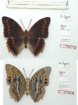  (Charaxes fuscus - BC-EV1143)  @11 [ ] Unspecified (default): All Rights Reserved  Unspecified Unspecified