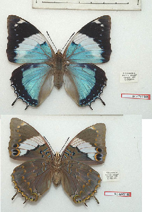  (Charaxes matakal - BC-EV1145)  @11 [ ] Unspecified (default): All Rights Reserved  Unspecified Unspecified