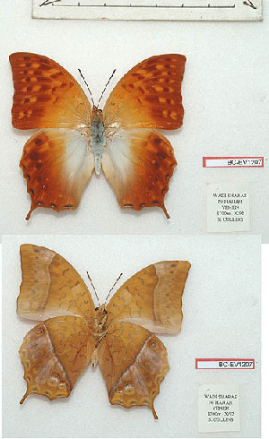  (Charaxes torbeni - BC-EV1207)  @11 [ ] Unspecified (default): All Rights Reserved  Unspecified Unspecified