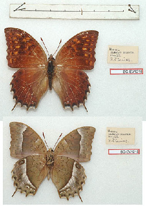  (Charaxes balfouri - BC-EV1215)  @11 [ ] Unspecified (default): All Rights Reserved  Unspecified Unspecified