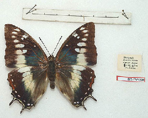  (Charaxes paradoxa - BC-EV1226)  @12 [ ] Unspecified (default): All Rights Reserved  Unspecified Unspecified
