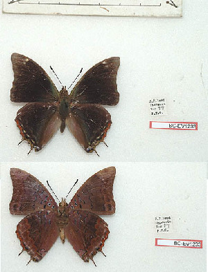  (Charaxes chittyi - BC-EV1233)  @11 [ ] Unspecified (default): All Rights Reserved  Unspecified Unspecified
