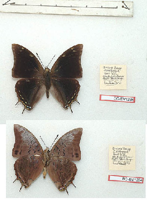  (Charaxes alpinus - BC-EV1234)  @11 [ ] Unspecified (default): All Rights Reserved  Unspecified Unspecified