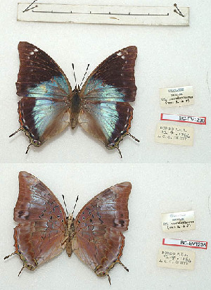  (Charaxes manica f. pseudophaeus - BC-EV1236)  @11 [ ] Unspecified (default): All Rights Reserved  Unspecified Unspecified