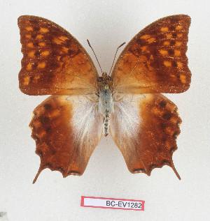  (Charaxes bertrami - BC-EV1282)  @11 [ ] Unspecified (default): All Rights Reserved  Unspecified Unspecified