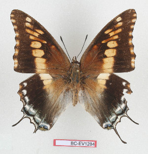  (Charaxes achaemenes - BC-EV1284)  @15 [ ] Unspecified (default): All Rights Reserved  Unspecified Unspecified