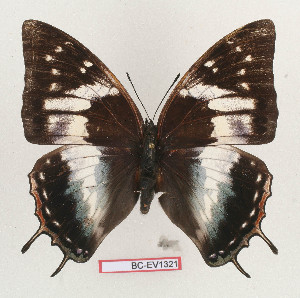  (Charaxes bouyeri - BC-EV1321)  @14 [ ] Unspecified (default): All Rights Reserved  Unspecified Unspecified