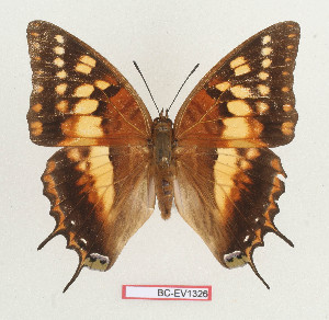  (Charaxes boueti - BC-EV1326)  @14 [ ] Unspecified (default): All Rights Reserved  Unspecified Unspecified