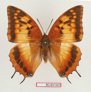  (Charaxes lasti - BC-EV1327)  @14 [ ] Unspecified (default): All Rights Reserved  Unspecified Unspecified