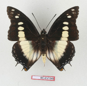  (Charaxes claudei - BC-EV1340)  @14 [ ] Unspecified (default): All Rights Reserved  Unspecified Unspecified