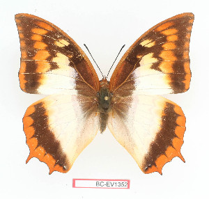  (Charaxes protoclea catenaria - BC-EV1352)  @14 [ ] Unspecified (default): All Rights Reserved  Unspecified Unspecified